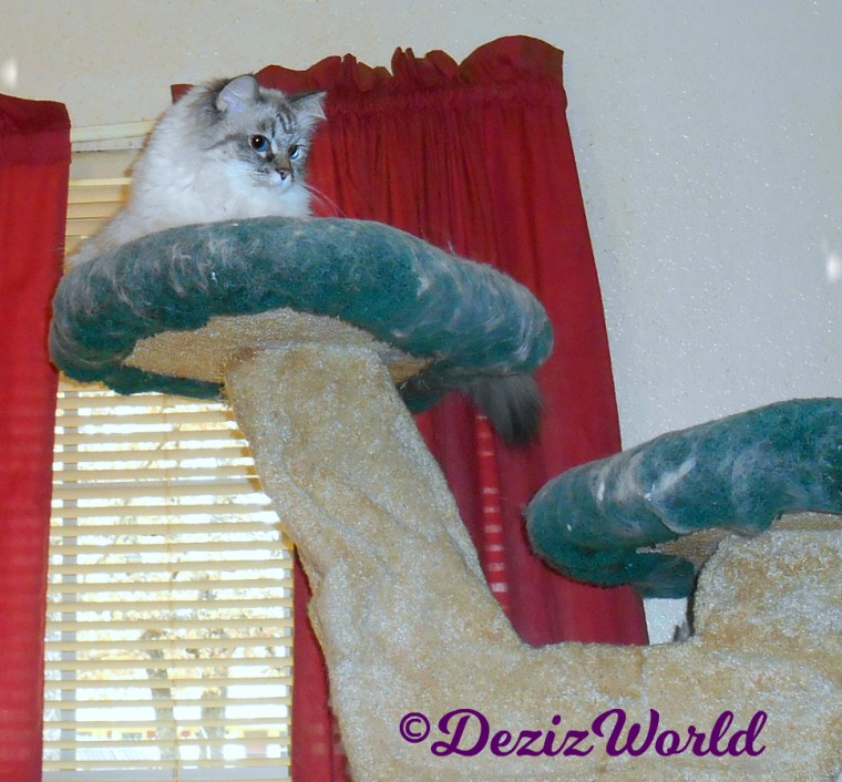 Dezi looks down in curiosity from atop cat tree 