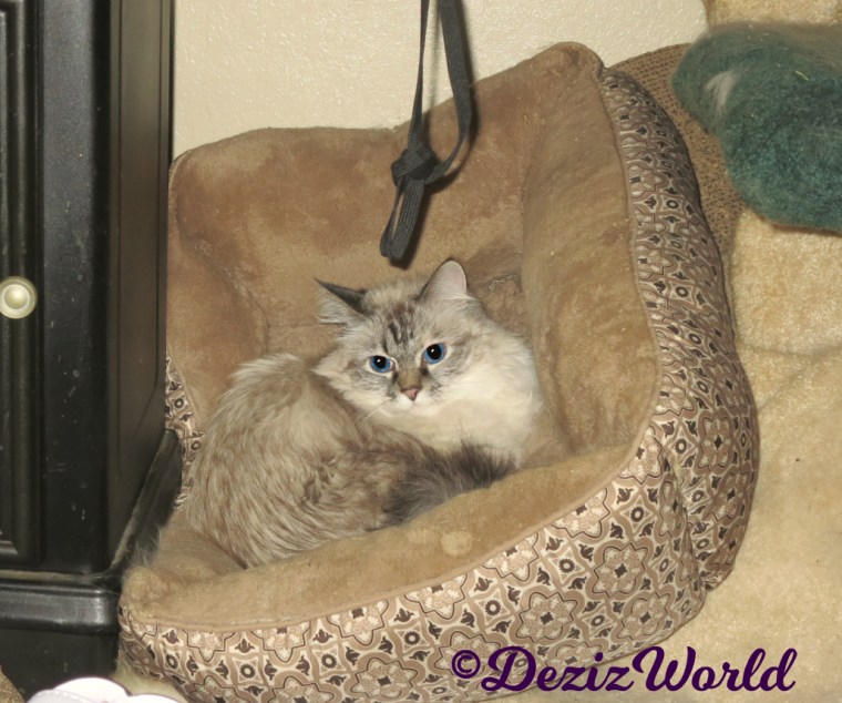 Dezi lays in cat bed at foot of cat tree 