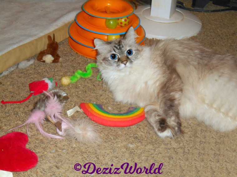 Dezi lays on floor with nip toys