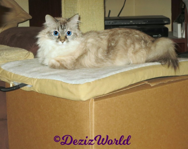 Dezi lays on mat on box
