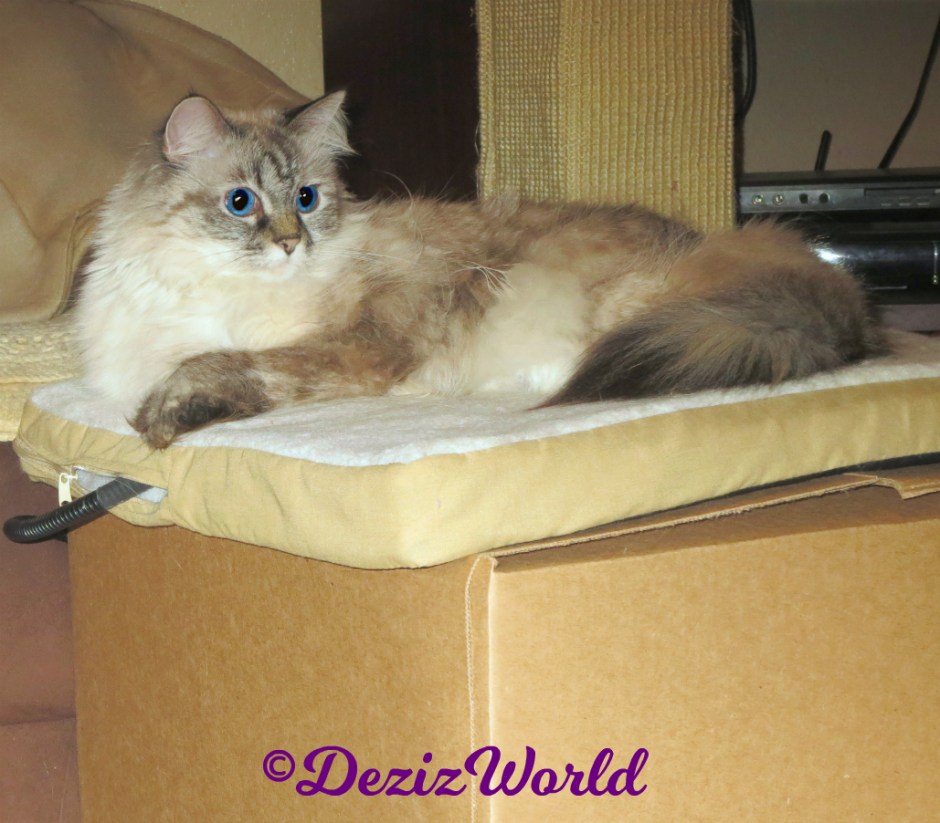Dezi lays on cat mat on box