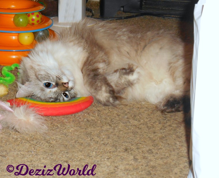 Dezi rolls on nip toys