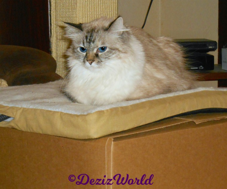Dezi lays on cat mat on top of box