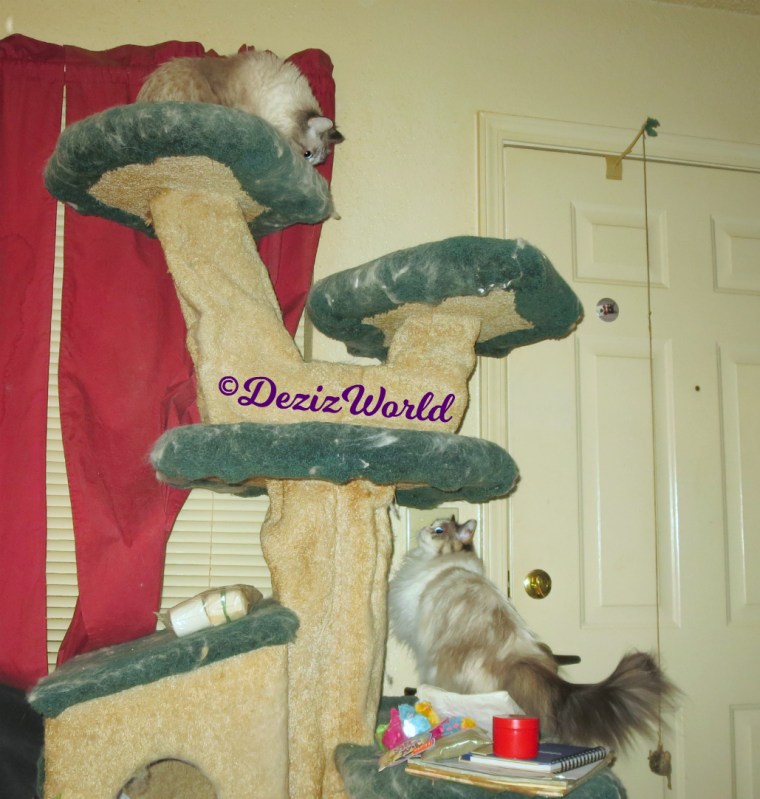Dezi and Raena play on cat tree while mommy A tries to pack
