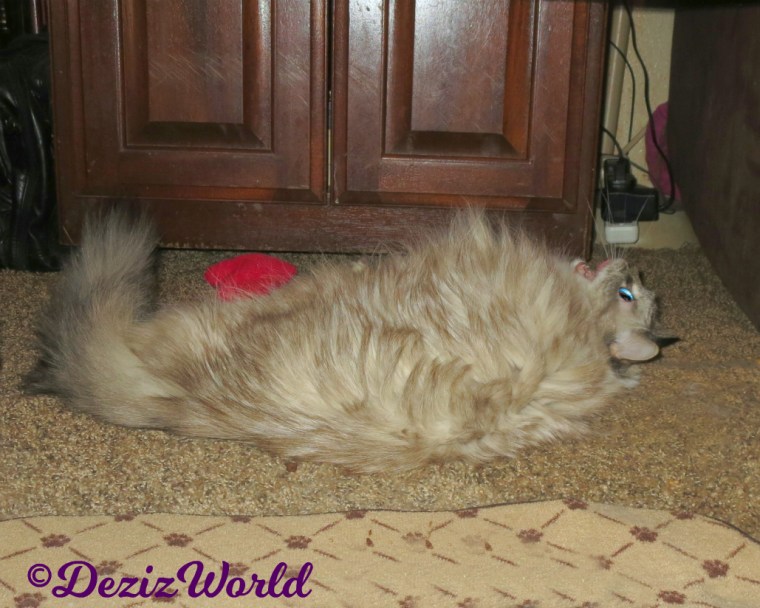 Dezi plays with nip toys