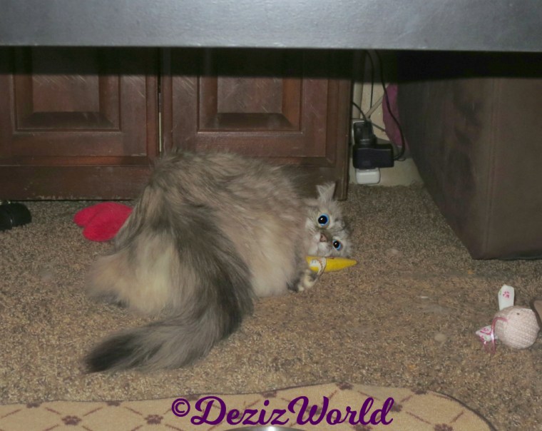 Dezi rolls around on the nip nana