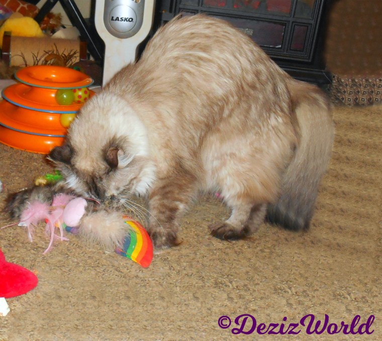Dezi sniffs nip toys