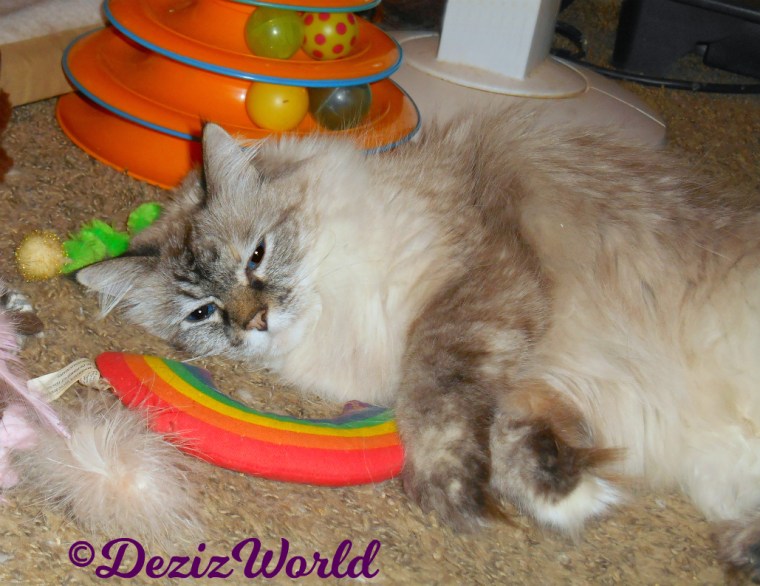 Dezi rolls around on catnip toys