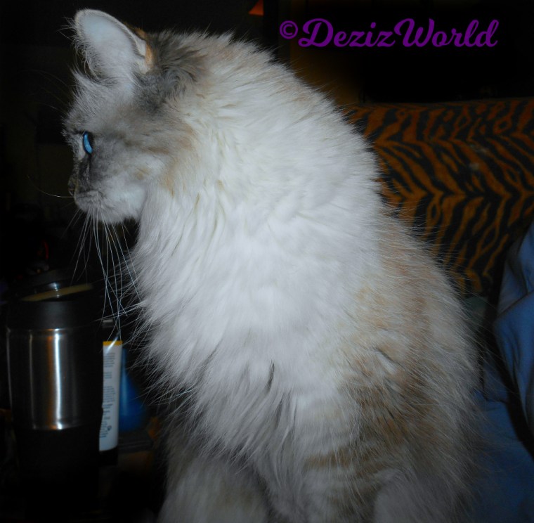 Dezi stoic profile sitting on chair arm