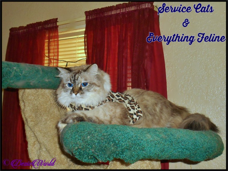 Dezi lays on tree with harness and Service Cat logo