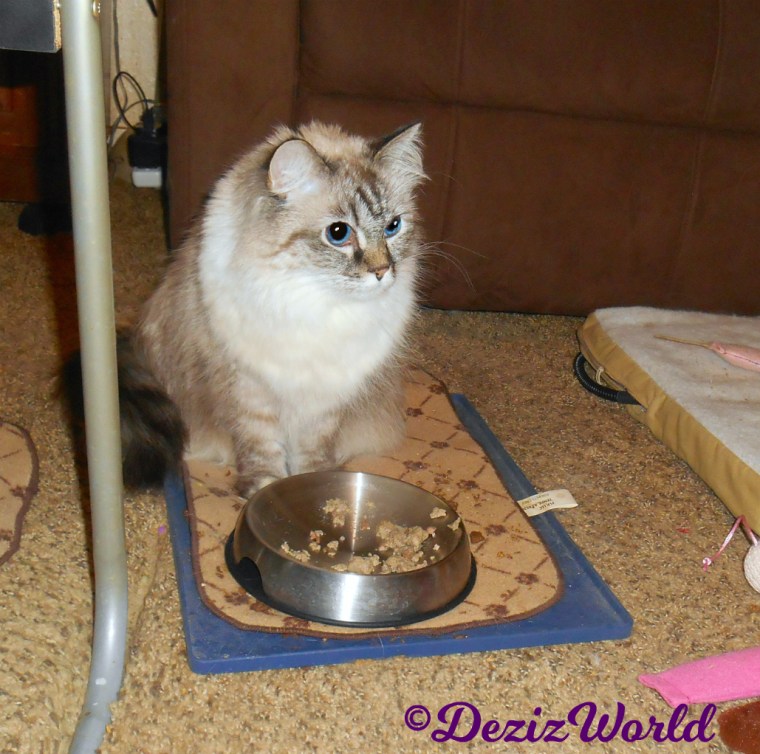 Dezi sits pretty in front of plate of freeze dried raw food