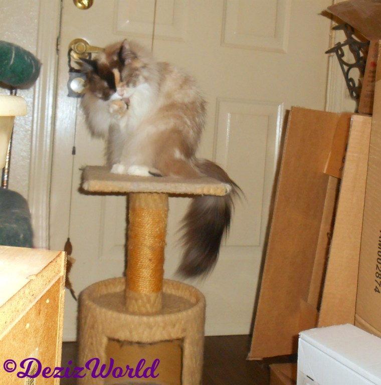 Raena bathes while sitting on small perch