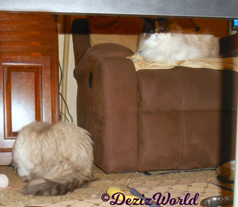 Raena lays in chair watching Dezi bathe