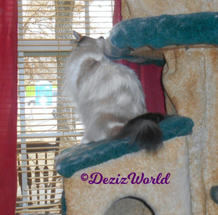 Raena looks out new windows from cat tree