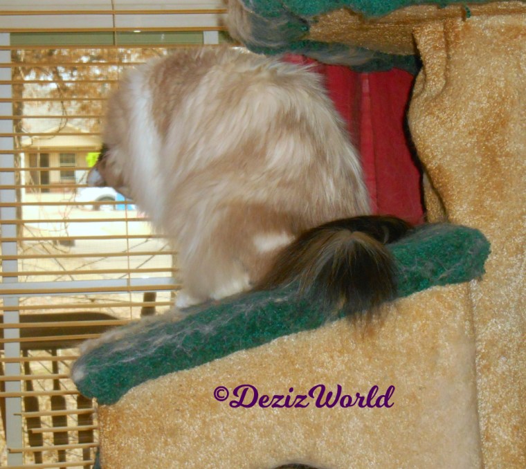 Raena looks out window from cat tree 