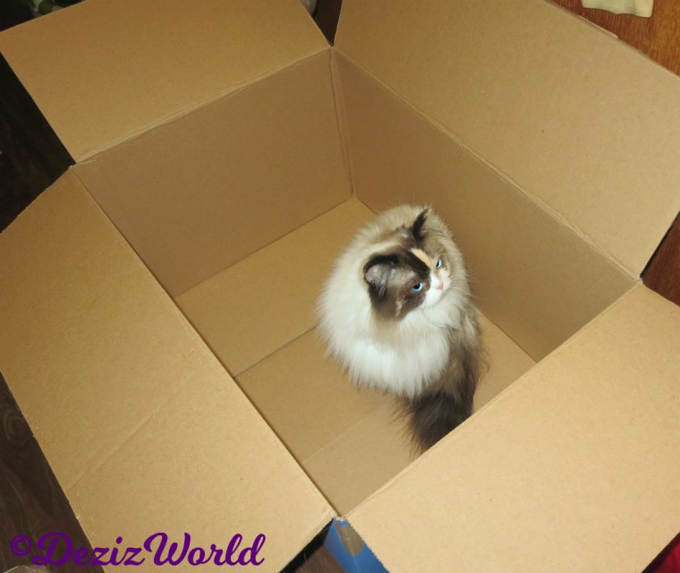 Raena sits in box looking up