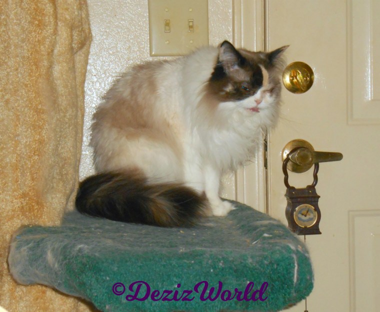 Raena sits on cat tree squinting with tongue out