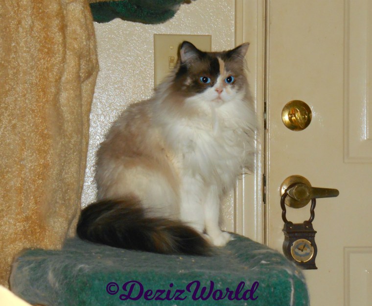 Raena sits pretty on cat tree