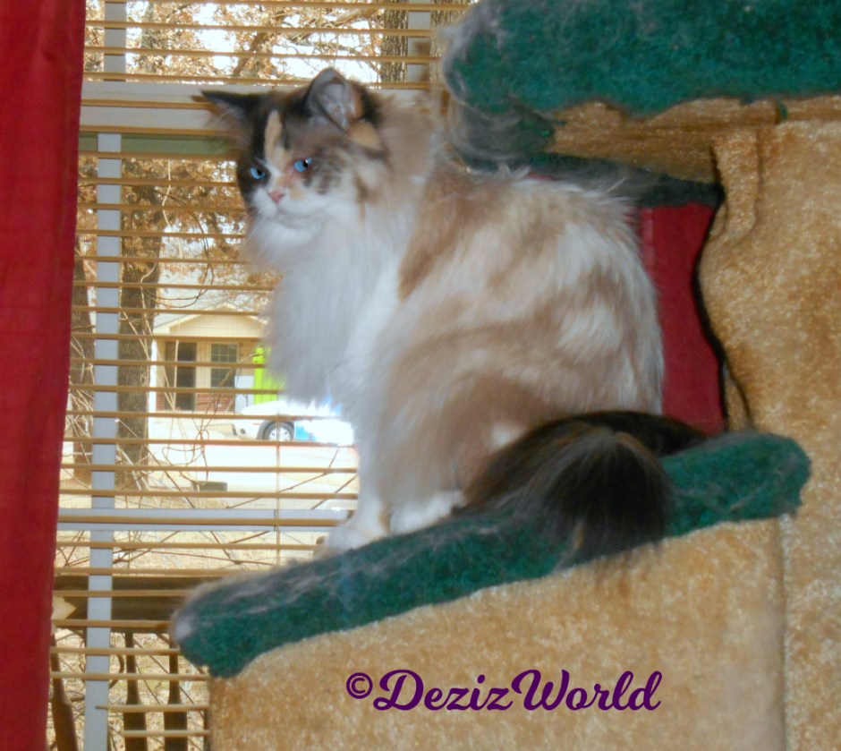 Raena sits on cat tree house in front of window