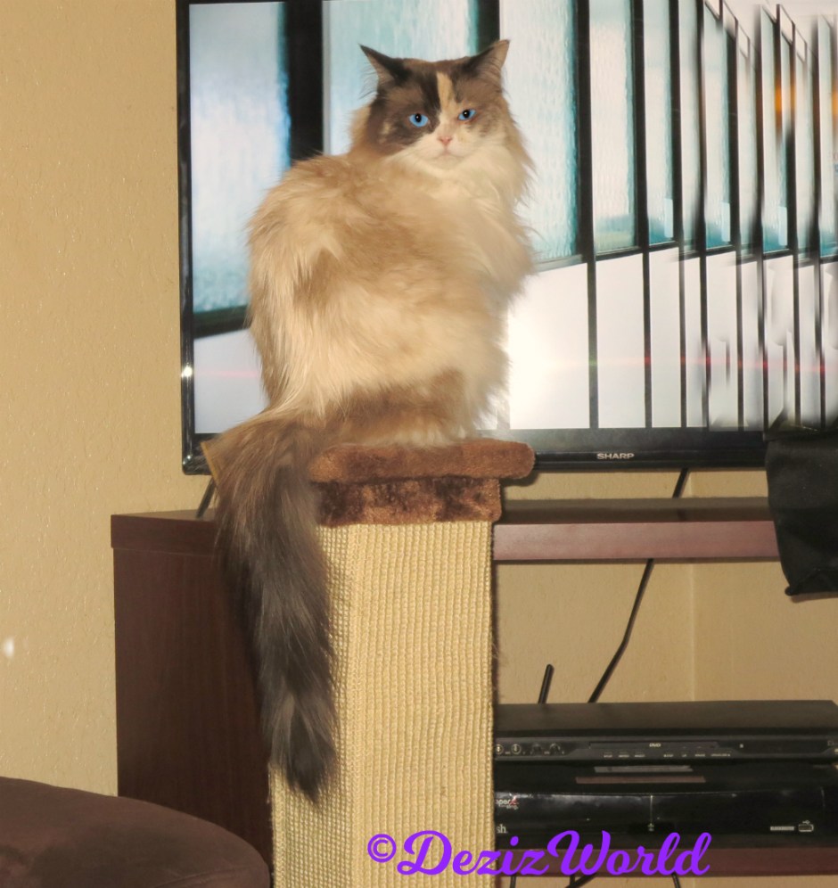 Raena sits pretty on scratcher in front of tv
