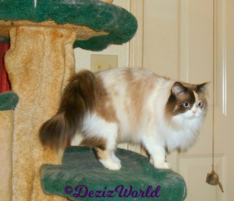 Raena stands on cat tree profile