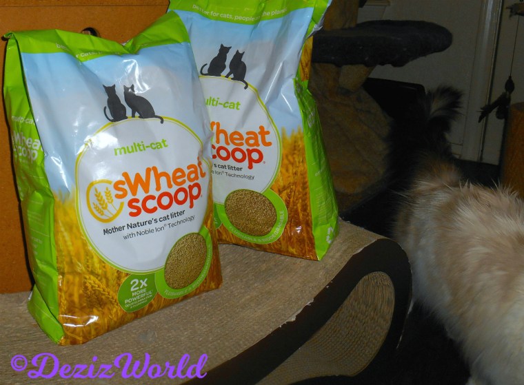 Raena walks by sWheatScoop cat litter