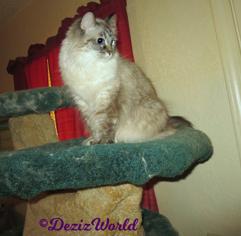 Dezi sits atop cat tree
