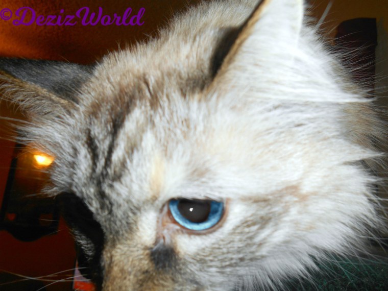 Dezi close up of eye