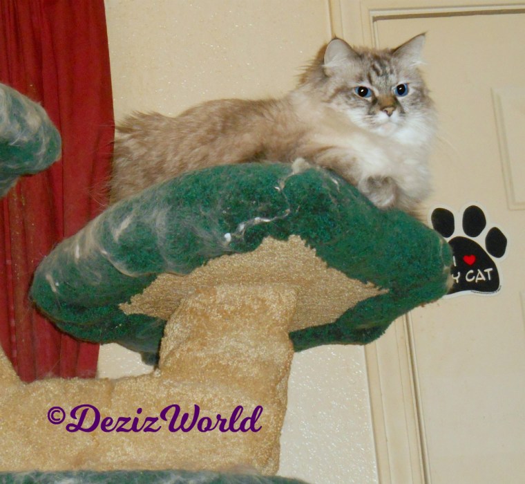 Dezi lays atop the cat tree