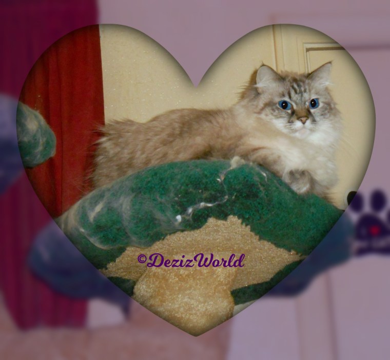 Dezi lays atop the cat tree in a heart frame, selfie