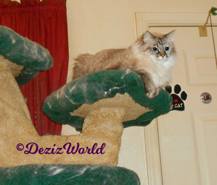 Dezi lays atop cat tree