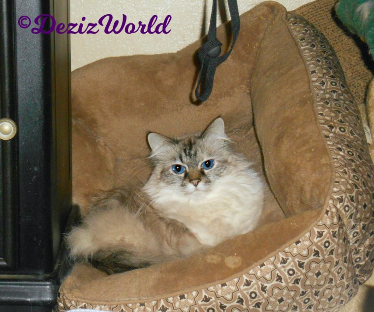 Dezi lays in cat bed