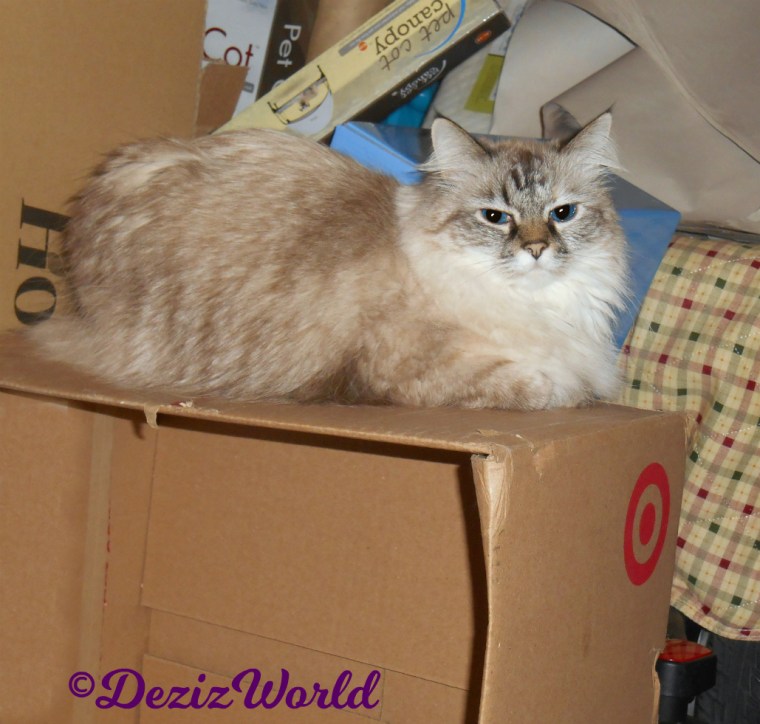 Dezi lays on box