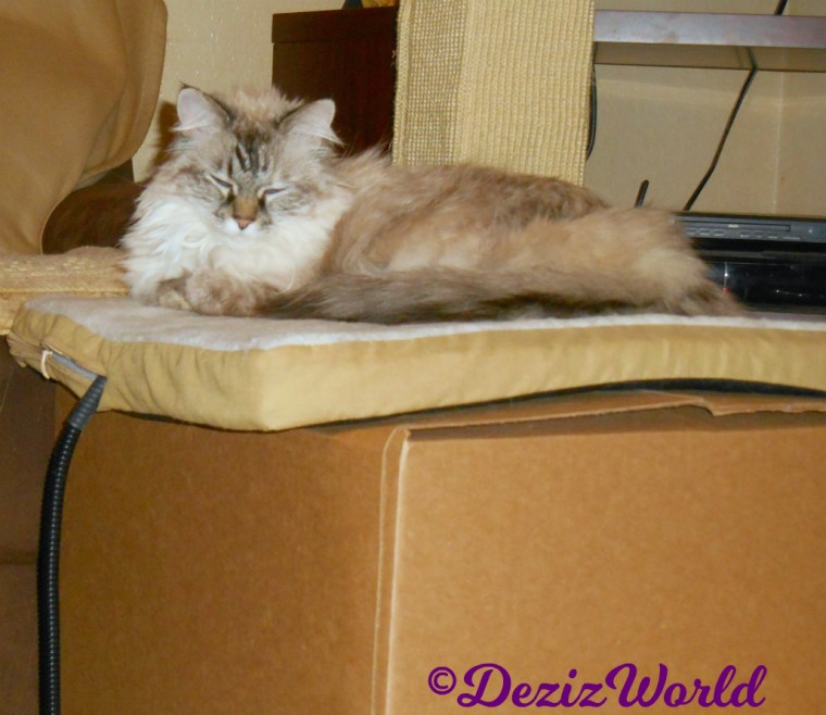 Dezi lays in cat bed 