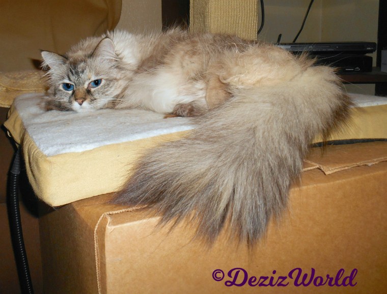 Dezi lays on cat mat on box
