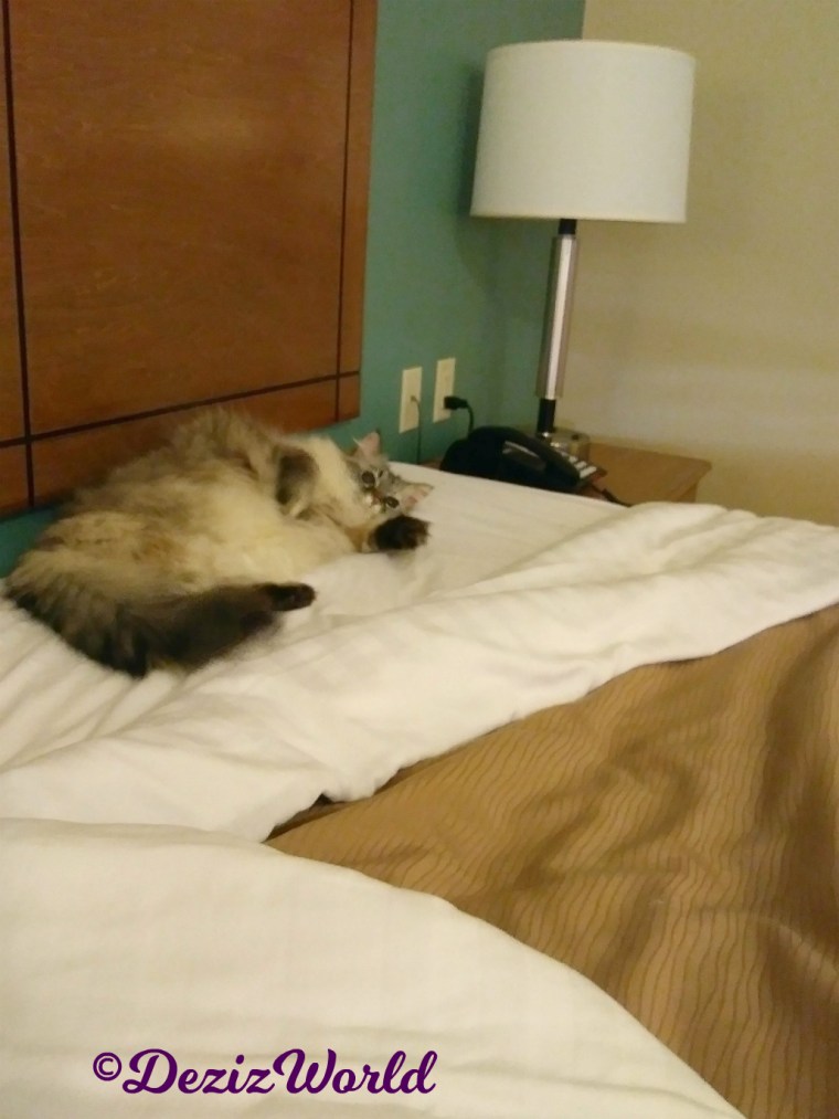 Dezi plays on hotel bed