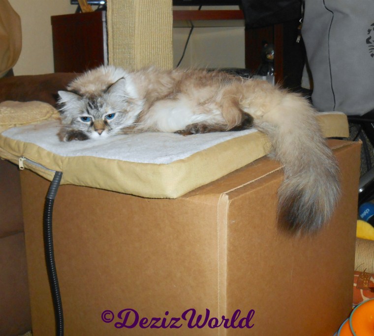 Dezi lays on cat mat on box