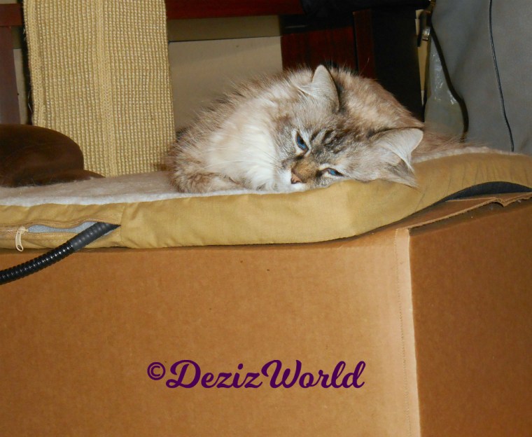 Dezi lays on cat mat on box, selfie