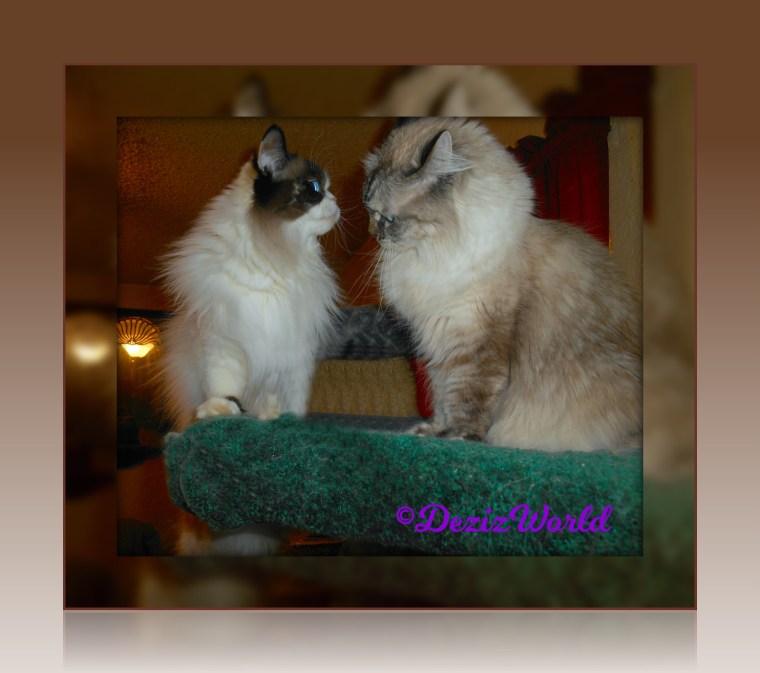 Dezi and Raena face off lovingly atop the liberty cat tree