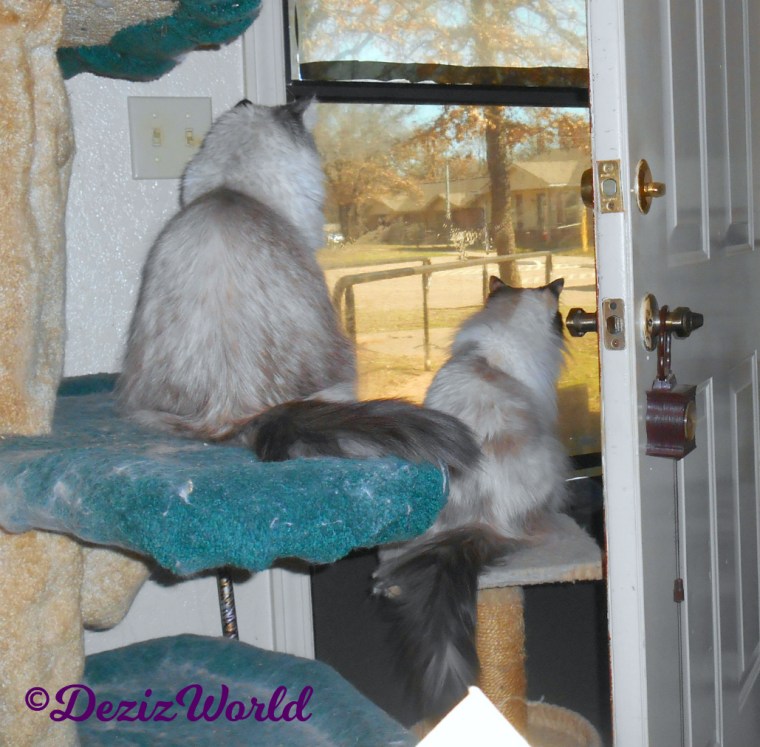 Dezi and Raena look out door