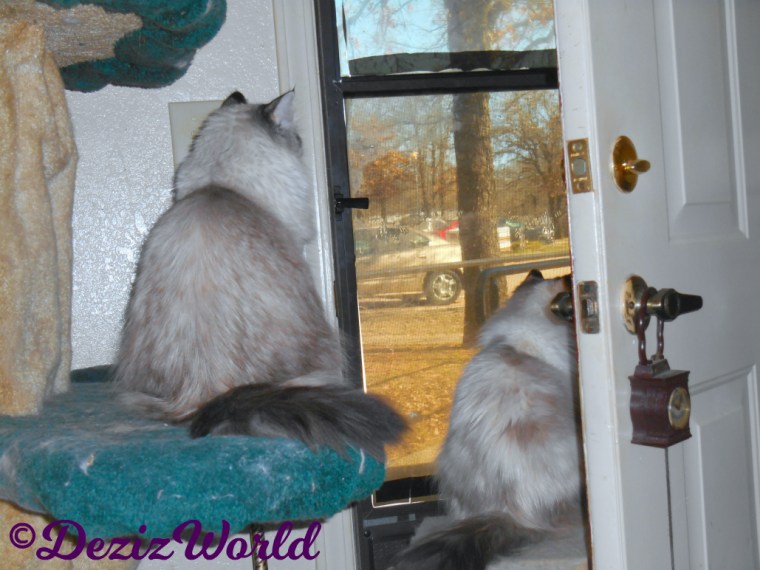 Dezi and Raena look out door