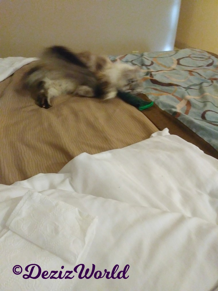 Blooper-Dezi rolls on hotel bed
