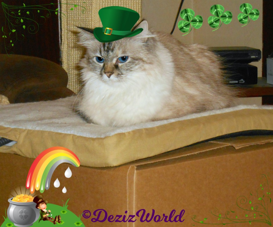 Dezi St. Pat's Selfie