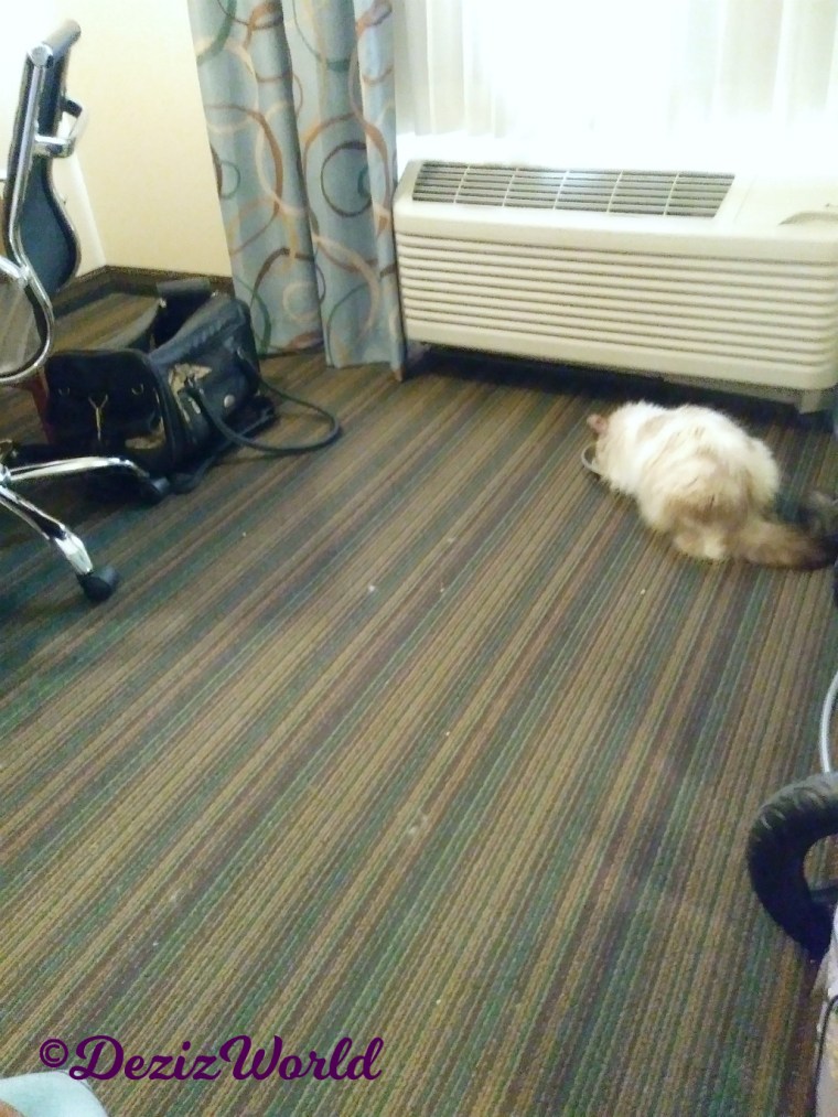 Raena eats dinner at hotel