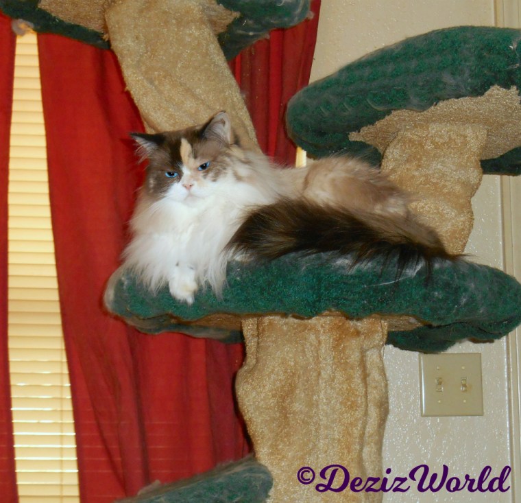 Raena lays on cat tree