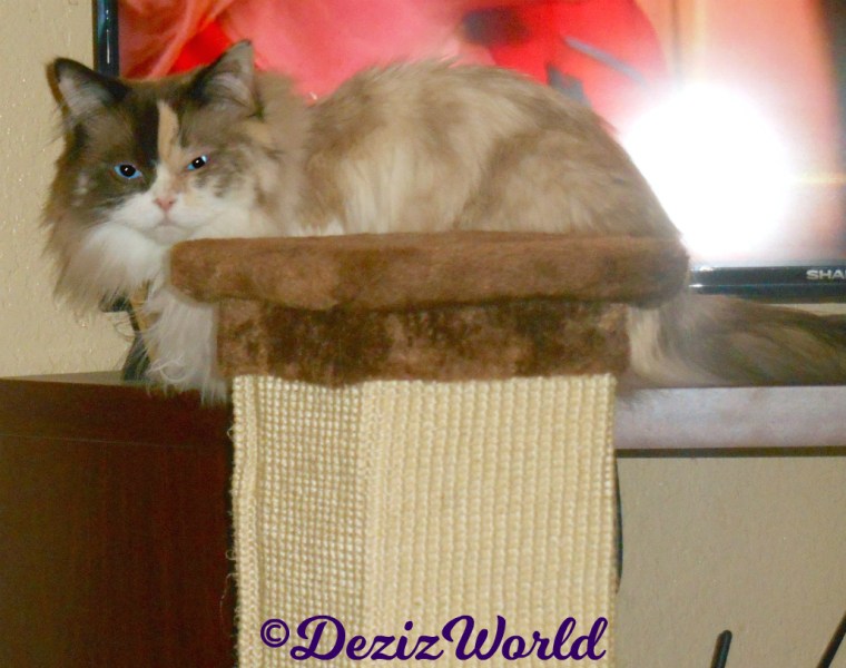 Raena lays in front of tv