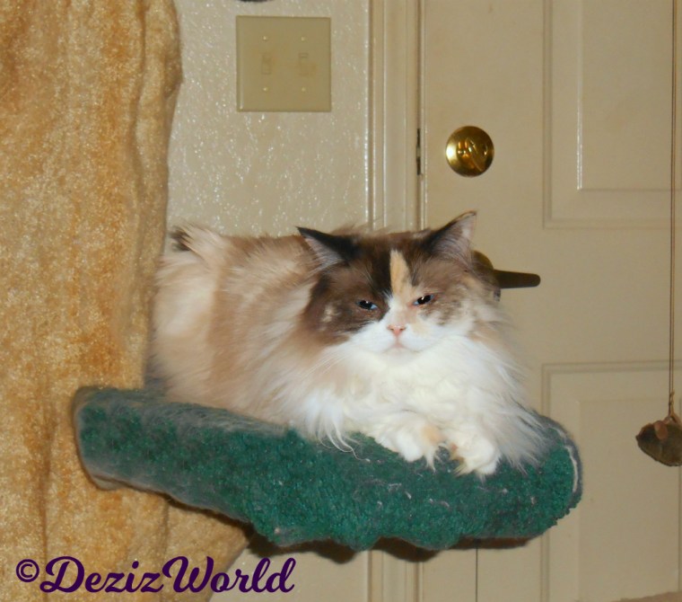 Raena lays on cat tree 