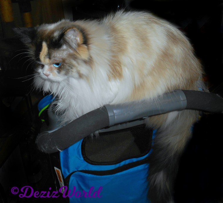 Raena lays on stroller