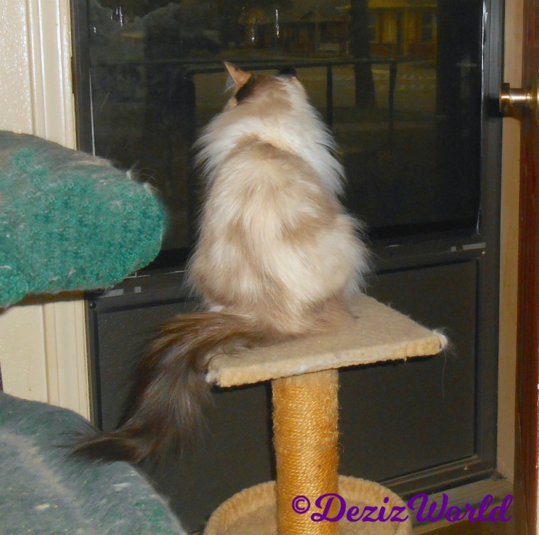 Raena looks out door from cat perch