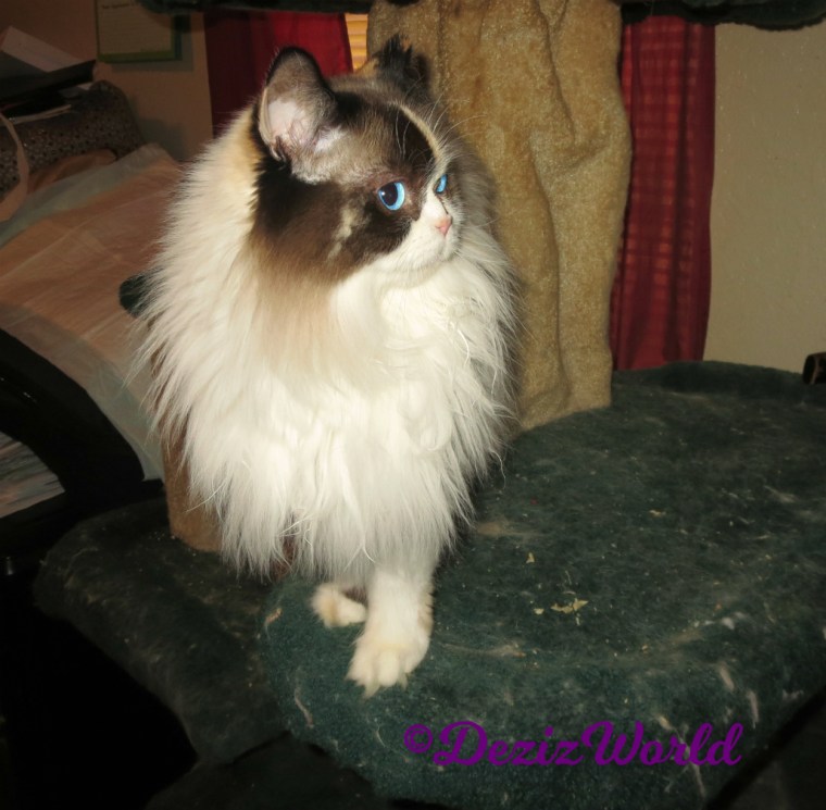 Raena stands on cat tree profile-selfie 